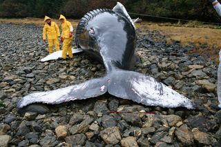 nasa-beached-whale-calf