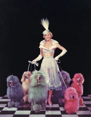 Doris Day with coloured poodles