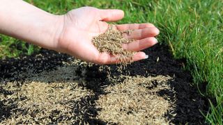 A hand holding and spreading grass seed over a patch in a lawn