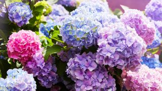 Hydrangeas