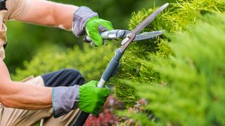 A man trimming a garden hedge