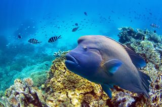 Great barrier reef corals and fishes.