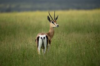 Gazelle in a national park