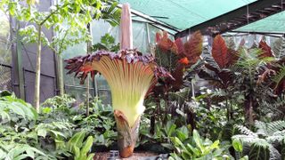 Corpse flower in bloom in Cairns, Queensland, Australia