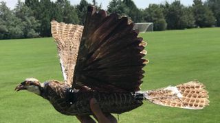 A person holds a drone that was made using a taxidermy bird. 