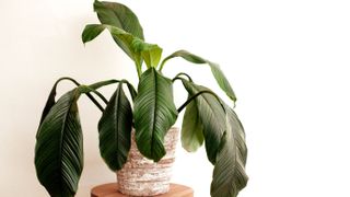 Wilting houseplant