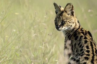 Serval wild cat