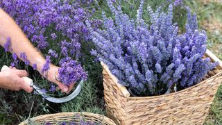 Man harvesting lavender with a curved harvesting knife