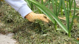 Grass cuttings around base of plant