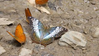 Butterfly resting on ground