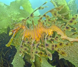 Leafy seadragon.