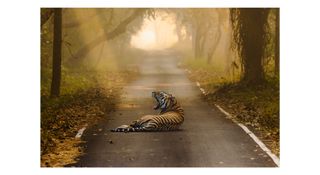 Photograph of a tiger yawning in a road by Arijeet Ghosh, titled 'Winter A-Wakening'