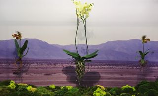 Flowers with mountains in the background