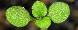 An arabidopsis plant