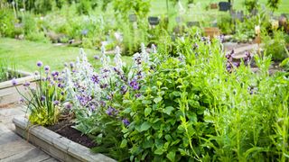 Flowerbed in garden