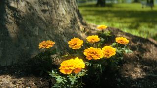 A screengrab of some marigold flowers growing underneath a white tree in The Umbrella Academy season 4 finale's mid-credits scene