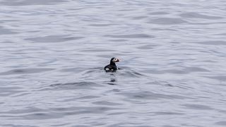 a lone puffin on water.