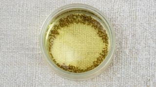 Fruit flies in vinegar