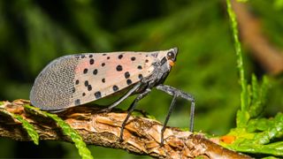 A spotted lanternfly on a branch