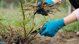 Someone picking up cut stems while pruning rose stems