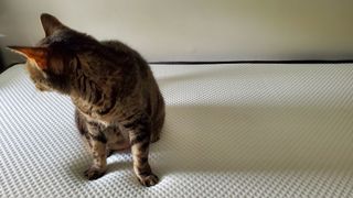 Nectar memory foam mattress with a shy tabby on top