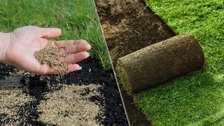 A hand spreading grass seed next to sod being unrolled