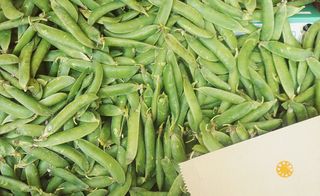 Fresh green beans spill over at the Arabeschi di Latte dining event at Discipline