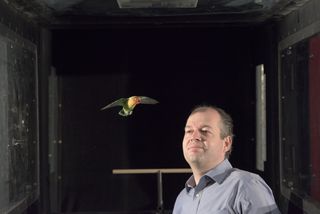 David Lentink of Stanford University stands next to a bird inside the test section of the wind tunnel.