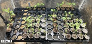 a black planter with various potted plants in a plastic sheeted incasing.