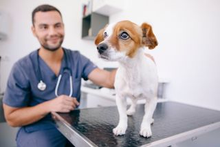 puppy, vet