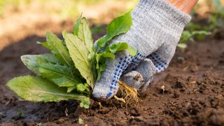 A weed being pulled from the ground by a gloved hand