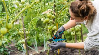 Lady pruning tomato plants