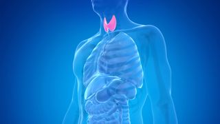 Human thyroid gland, illustration.