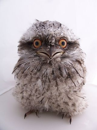 The tawny frogmouth owl (Podargus strigoides) is found throughout Australia, including Tasmania. The nocturnal bird is known to have a soft, deep call that sounds like "ooom, ooom, ooom."