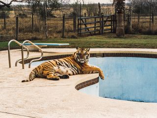 Will Vogt These Americans, tiger by pool