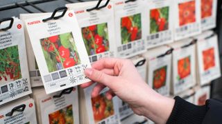 Choosing tomato seeds