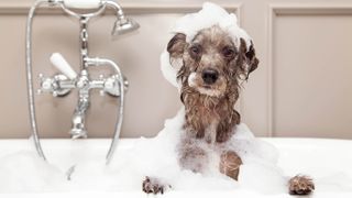 A dog taking a bath