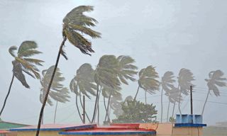 Palm trees in wind