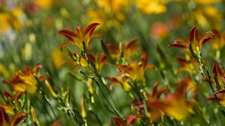 Daylilies