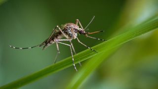 A mosquito resting on a plant