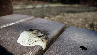 Bird poop on a garden bench seat