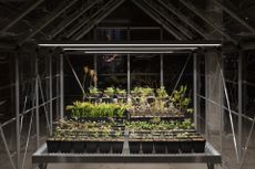 Potted plants under heat lamp