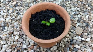 Chinese money planting cutting in terracotta pot