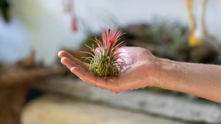 A wet hand holding an air plant