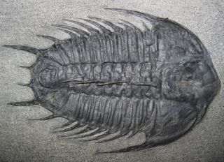 Trilobites were the dominant species during the Cambrian Period, 541 million to 485.4 million years ago.