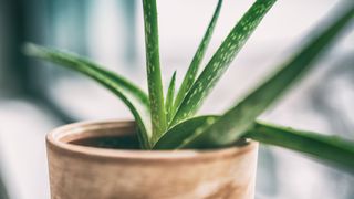 An aloe vera plant at the window