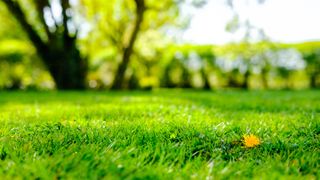 A lawn with a single dandelion growing in it