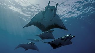 A pack of manta rays swimming underwater