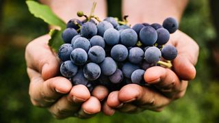 Someone holding harvested grapes