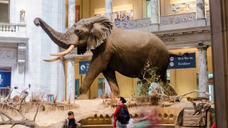 An elephant at the Smithsonian Natural History Museum